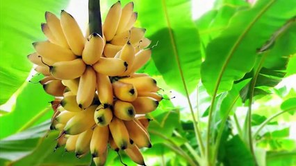 Most Strange Things Found in the Jungle - Reality Tv