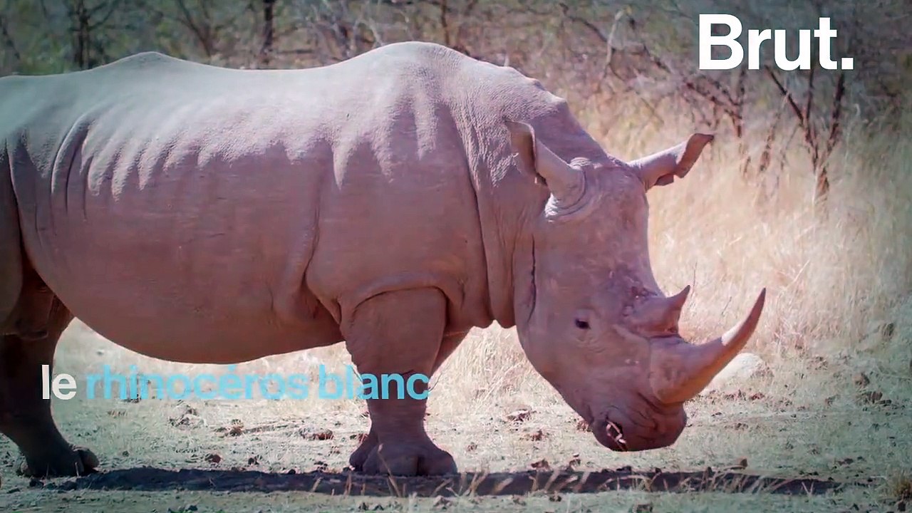 Comment le rhinocéros blanc du Sud a-t-il reconquis l'Afrique ?