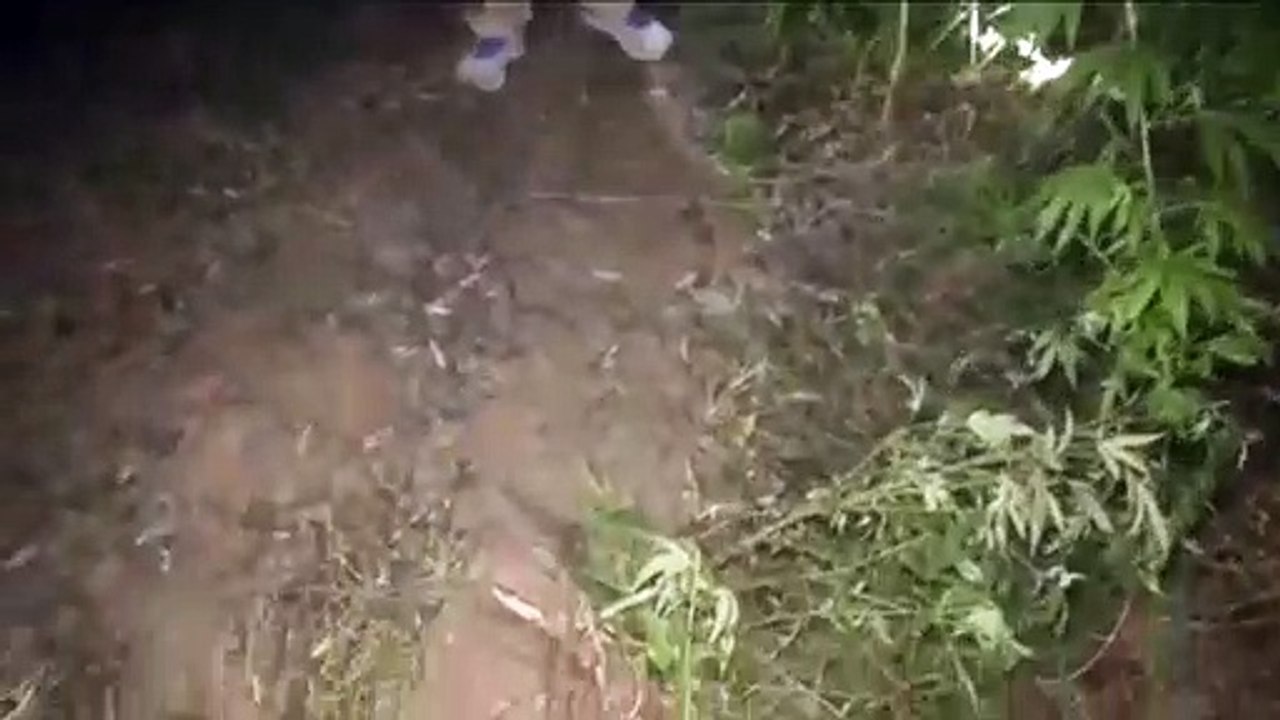 मशीनों द्वारा किया जा रहा है टिड्डियो के झुण्ड पर कीटनाशक दवाइयों से छिड़काव