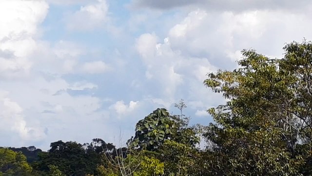 [SBEG Spotting]Airbus A350 PR-XTD na final antes de pousar em Manaus vindo de Guarulhos