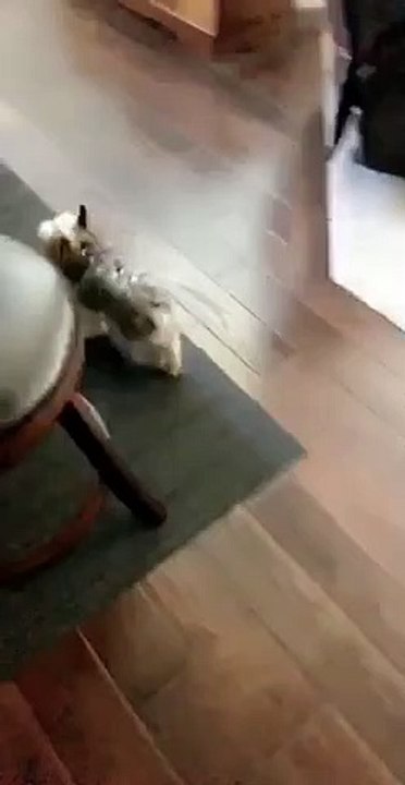 Dog vs Door
