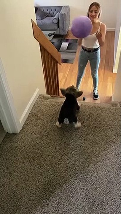 Pup Passes the Ball Back