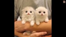 Cute is Not Enough - Cute Kittens In The World!