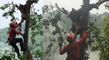 Ağaçta mahsur kalan ayı AKUT ekipleri tarafından kurtarıldı