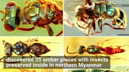 Dazzling Colors of 99-Million-Year-Old Insects Preserved in Amber