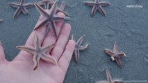 Thousands of Starfish Wash up on South Carolina Beaches