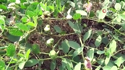 Değersiz diye arazilerden söktükleri bitkinin kilosu 2.5 Euro