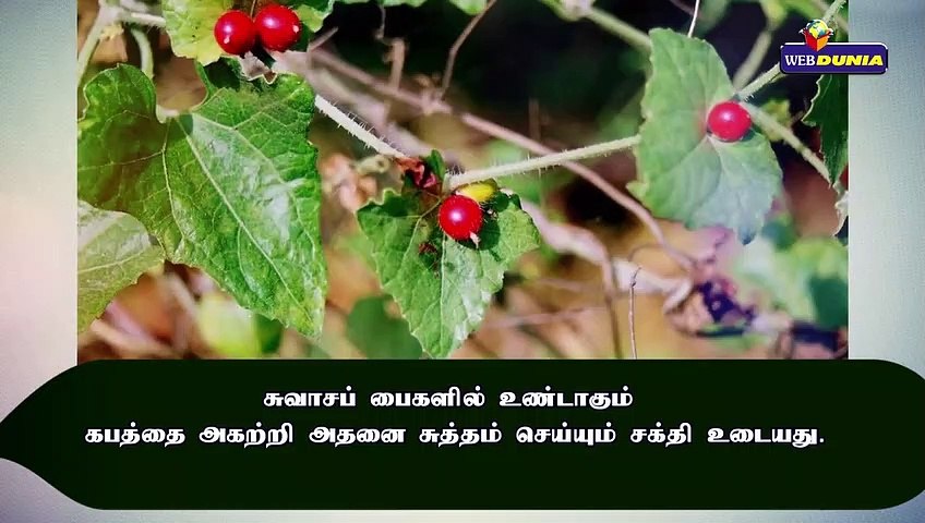 சுவாச கோளாறுகளுக்கு மருந்தாகும் முசுமுசுக்கை!!