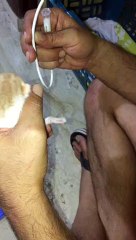 Abandoned Kitten Gets a New Start in Life