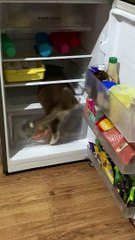 Husky Pup's Favorite Place is the Fridge