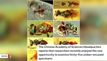 Unusual Insects Found Trapped In 99-Million-Year-Old Amber