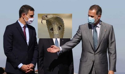 El socialista Pedro Sánchez le hace la 'cobra' al Rey Felipe VI
