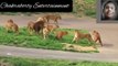 Amazing big size and beautiful lion battle with lions and other animals.