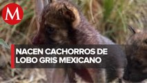 Nacen 8 cachorros de lobo gris mexicano en Saltillo