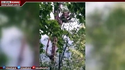 Rize'de ayı kurtarma operasyonu