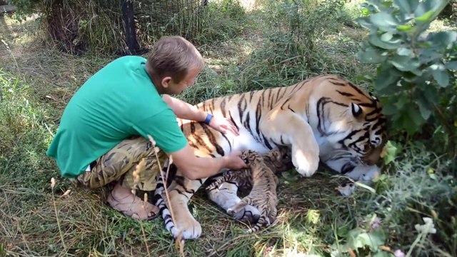 Ce tigre laisse son soigneur caresser ses tigrons... Belle preuve de confiance