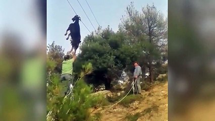 Mais comment cette chèvre s'est retrouvée accrochée à un fil électrique