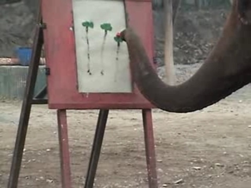 entraînement des éléphants