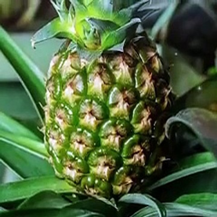 28 अपने बगीचे के लिए हैक पता होना चाहि