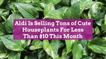 Aldi Is Selling Tons of Cute Houseplants For Less Than $10 This Month