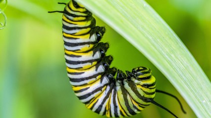 Pandemic Survival Tip: Get A Bunch Of Poopy Caterpillars To Educate The Kids