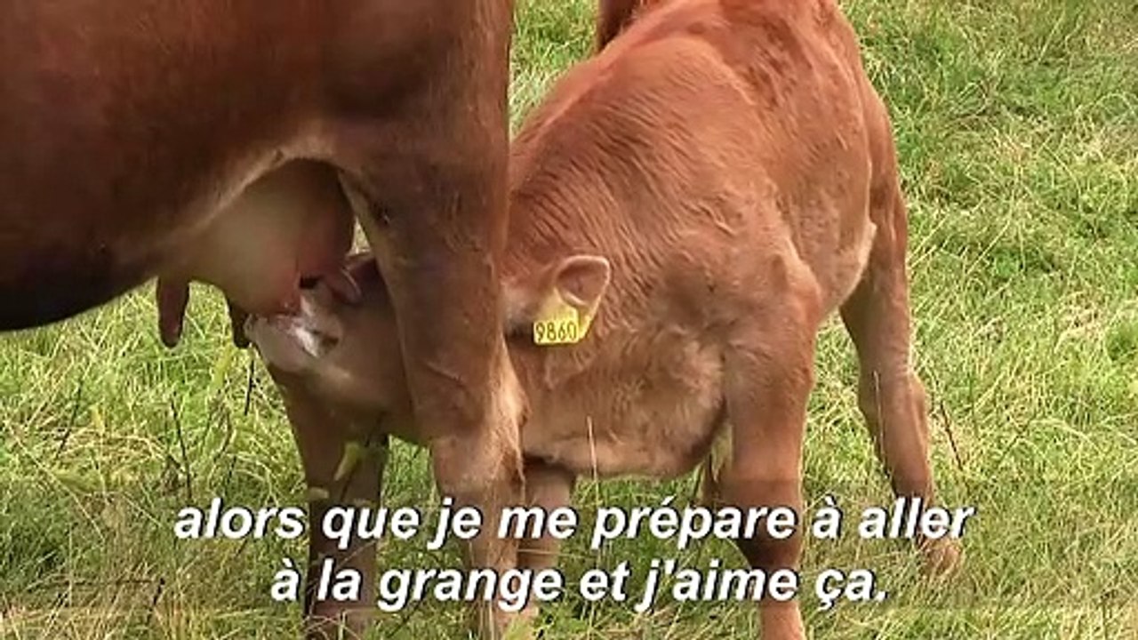 Elever des ânes en montagne, le défi d'une jeun...