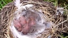 Bird Nest With Four Bald Little Chicks
