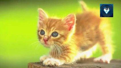 FEVERS   Por Causa de Você