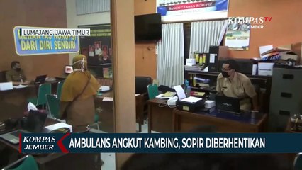 Angkut Kambing, Sopir Ambulans Desa Diberhentikan