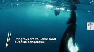 Orcas Slap Stingray with Tail