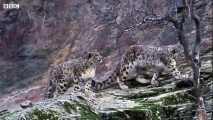 Best Wild Animal Chases _ Top 5 _