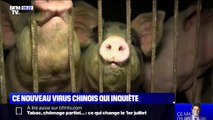 Un nouveau virus de grippe porcine découvert en Chine suscite l'inquiétude