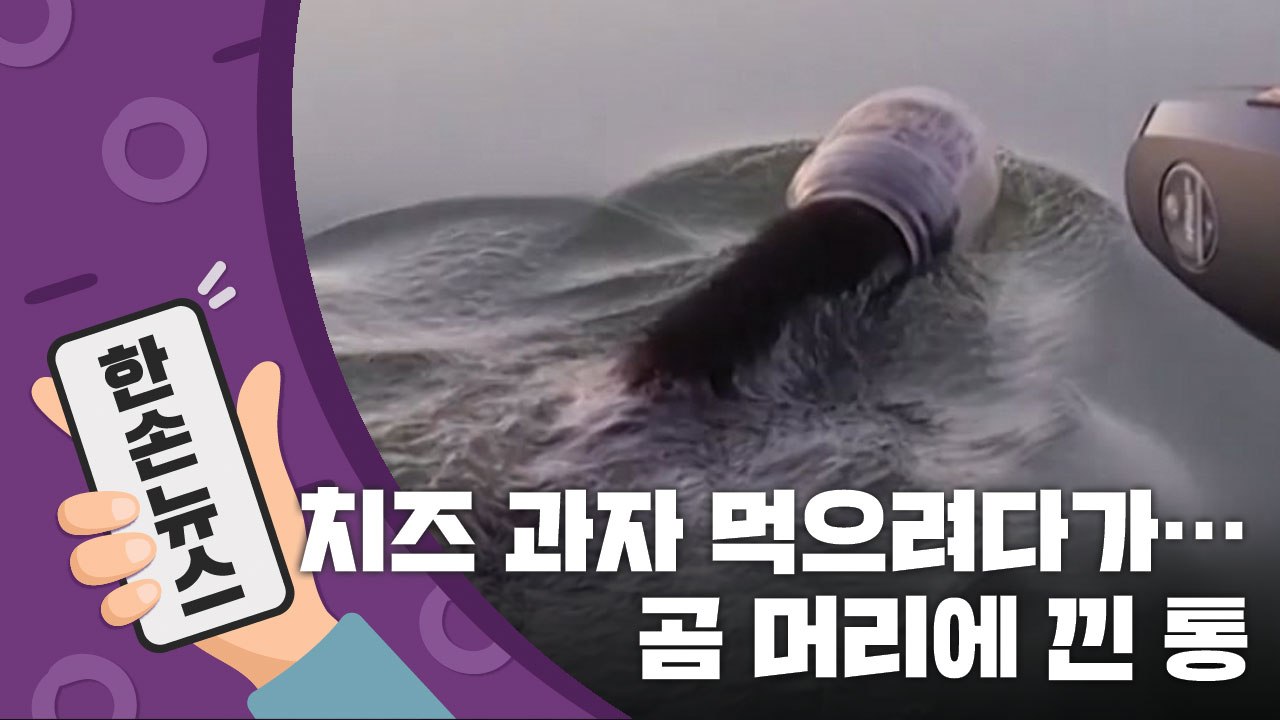 [15초 뉴스] 치즈 과자 먹으려다가...통이 머리에 낀 곰 "살려주세요" / YTN