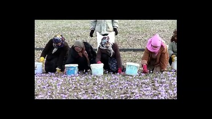 TERBAIK !! WA:083 854 153 392	Jual  Tumbuhan Bunga Saffron surabaya malang