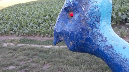 Ellezelles sentier de l'etrenge