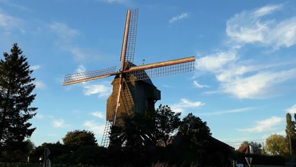 Ellezelles Cat Sauvage -