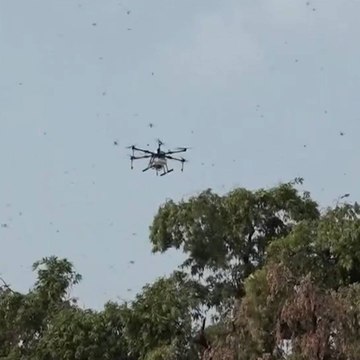 Watch: Agriculture department uses drones to spray insecticides on locusts’ swarms in Agra