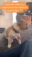 Puppy Adorably Whines to Get Owner's Attention