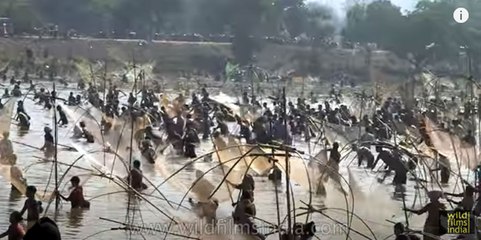 Community Fishing in Assam or Wetland Plunder?