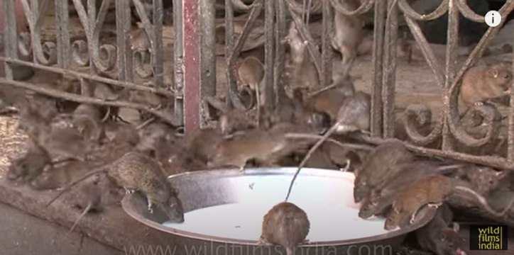 Karni Mata Mandir - Temple of Rats!