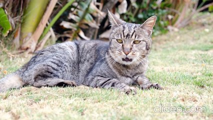 Wildlife Photography for Beginners with Alex Aaronson Photography
