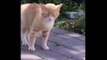 Funniest Sneezing Cats Video Compilation Funny Cute cats | funny cat videos