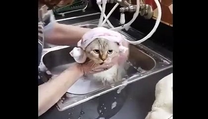Funniest Bathing Cats Video Compilation Funny Cute cats | funny cat videos