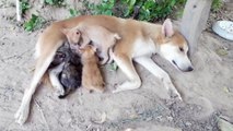 Mother Dog Feeds Family Of Orphaned Kittens