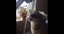 Funniest Cats Drinking From Water Taps Compilation Funny Cute cats | funny cat videos