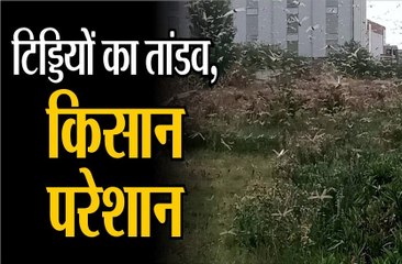 टिड्डियों  ने छीना भूमि पुत्रों का चैन