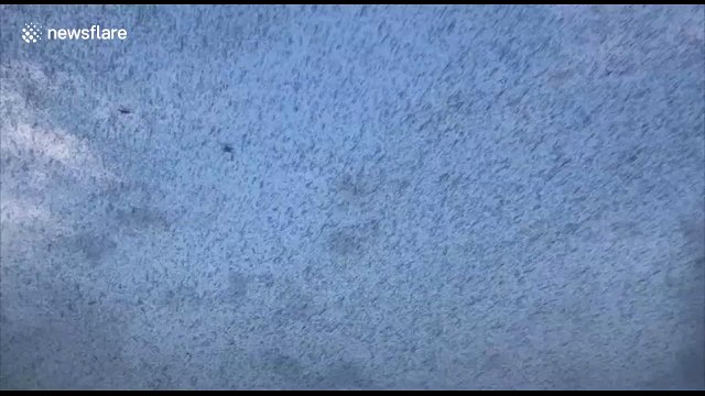 Swarm of locusts fills the sky over Uttar Pradesh, northern India