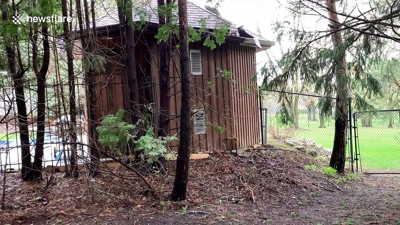 Baby raccoons found living inside swimming pool cabana in Toronto