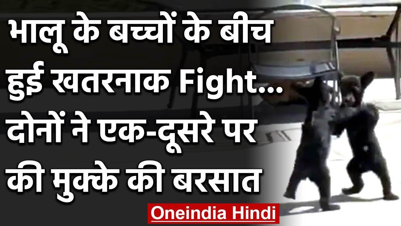 Viral Video : भालू के बच्चों के बीच हुई खतरनाक...