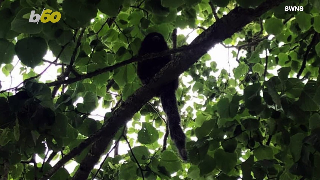 Captured! This Monkey was Actually Caught Monkeying Around